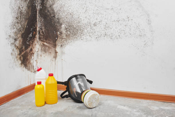 Best Black Mold Removal  in Columbus, NE