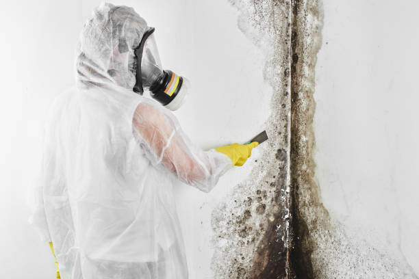 Columbus, NE Mold Removal Company