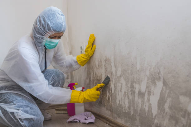 Best Mold Damage Repair  in Columbus, NE