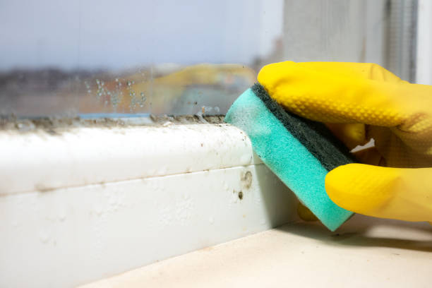 Best Toxic Mold Removal  in Columbus, NE