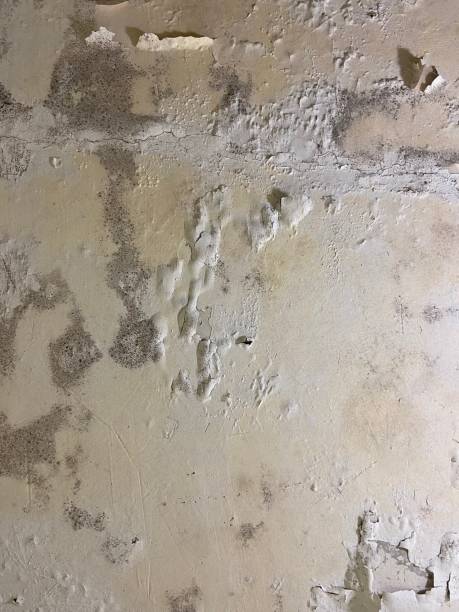 Best Professional Mold Removal  in Columbus, NE