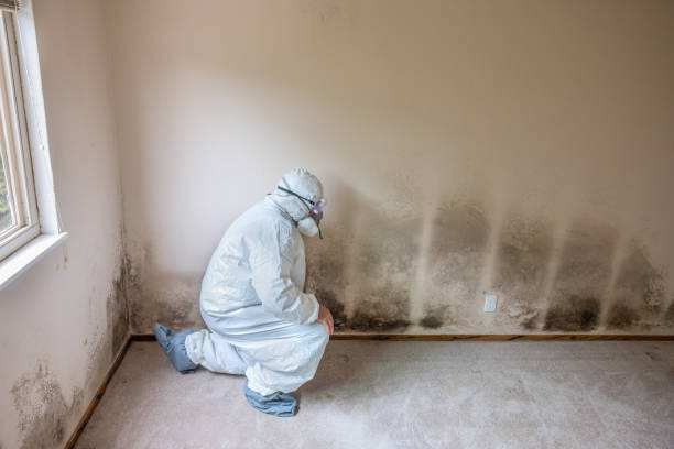 Best Office Mold Removal Services  in Columbus, NE
