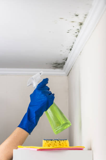 Best Fast Mold Removal  in Columbus, NE
